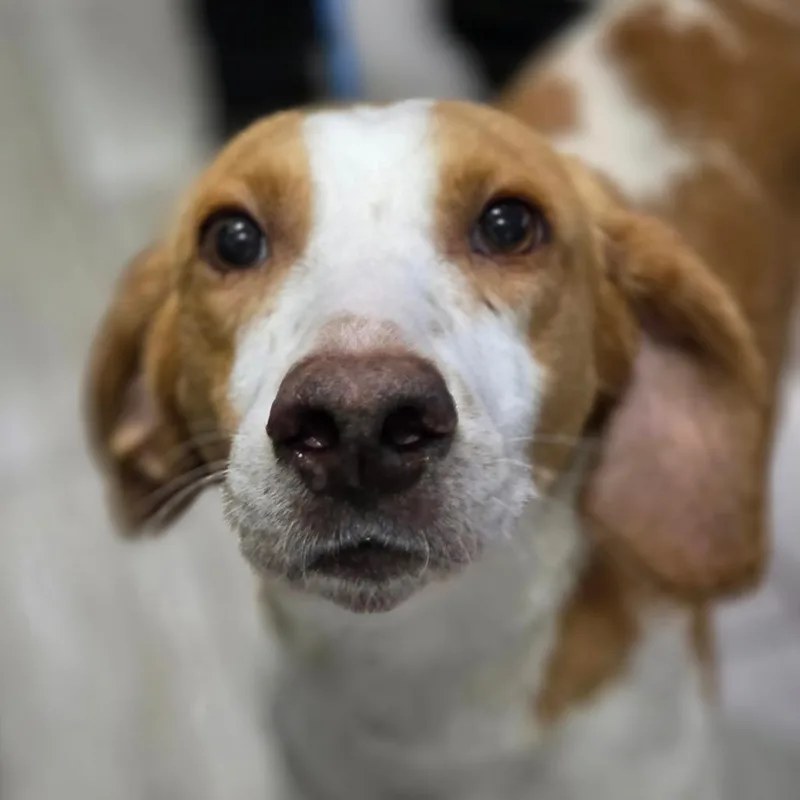 An adult medium-sized male Brown / Chocolate Hound dog named Milford for adoption in Chatham, VA