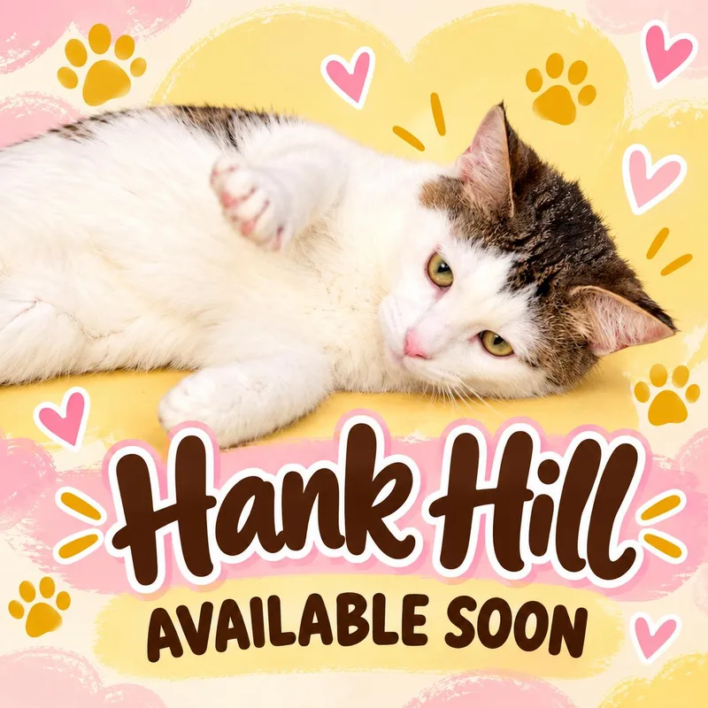 A young medium-sized male Tabby (Buff / Tan / Fawn) Domestic Short Hair cat named Hank Hill for adoption in Marshall, MO