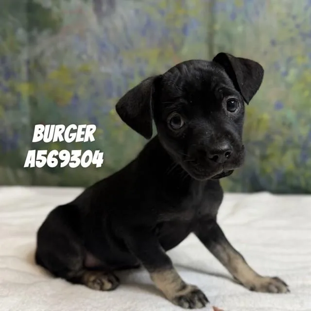 A baby medium-sized female Rottweiler dog named Burger for adoption in Huntsville, AL