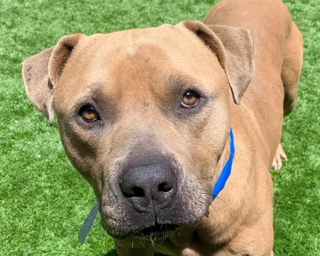 A young large-sized male Yellow / Tan / Blond / Fawn Pit Bull Terrier dog named SAVE ME PLEASE Sly for adoption in San Marcos, CA