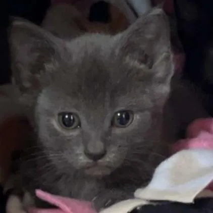 A baby small-sized female Gray / Blue / Silver Domestic Short Hair cat named Anastasia for adoption in Tacoma, WA