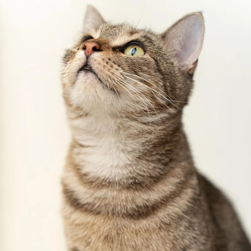 A young small-sized female Gray / Blue / Silver Domestic Short Hair cat named Crystal for adoption in Gonzales, LA