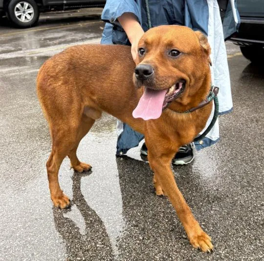 A young medium-sized male Red / Chestnut / Orange Rottweiler dog named Kravitz for adoption in Naperville, IL