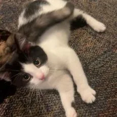 A baby small-sized male Domestic Short Hair cat named Steve for adoption in Medina, OH