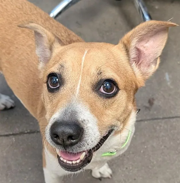 An adult medium-sized female Parson Russell Terrier dog named Esme for adoption in Tucson, AZ