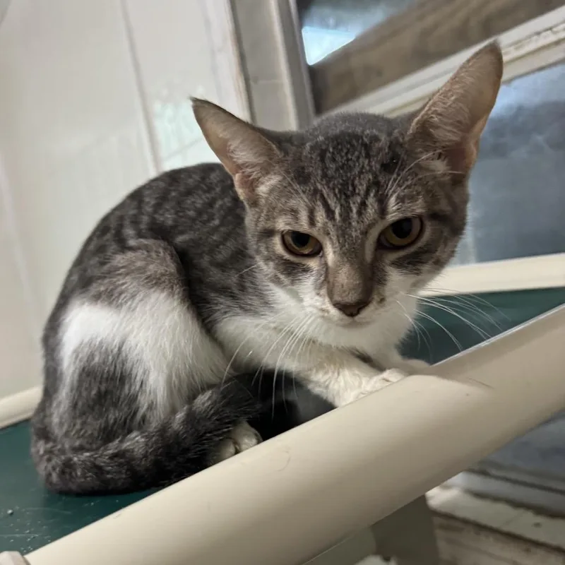 A young small-sized female Black Domestic Short Hair cat named April for adoption in Dillon, SC