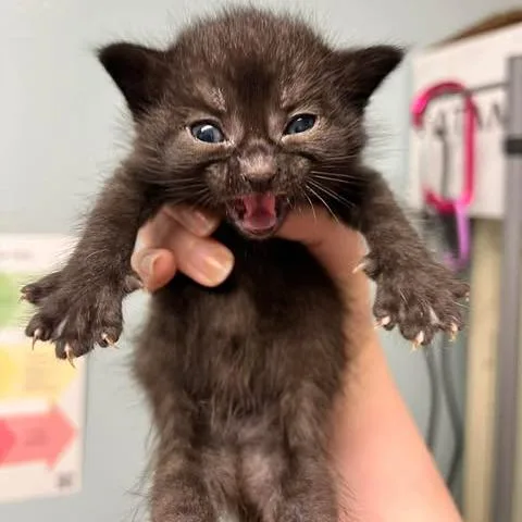 A baby small-sized female Black Domestic Short Hair cat named Bluebell for adoption in Edwardsville, IL
