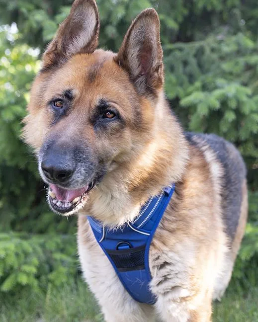 An adult large-sized male Brown / Chocolate German Shepherd Dog dog named Kyrie for adoption in Chicago, IL