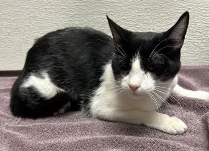 An adult small-sized female Domestic Short Hair cat named Mily for adoption in Phoenix, AZ