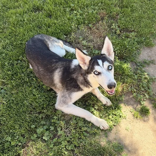 A young large-sized female German Shepherd Dog dog named Violet for adoption in Modesto, CA
