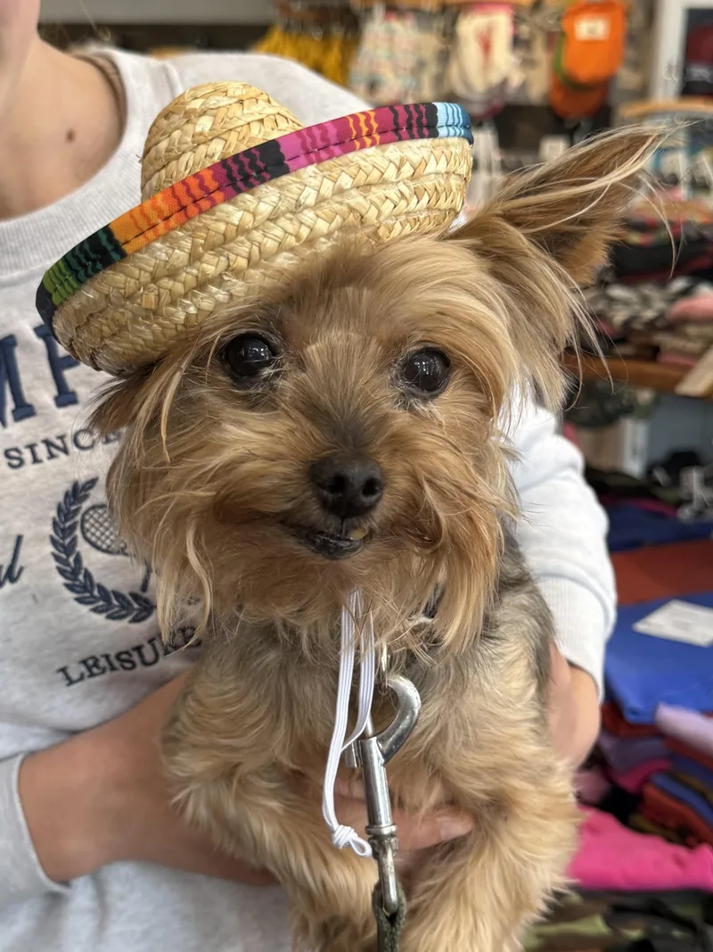 A senior small-sized male Yellow / Tan / Blond / Fawn Yorkshire Terrier dog named Buddy for adoption in Nashua, NH