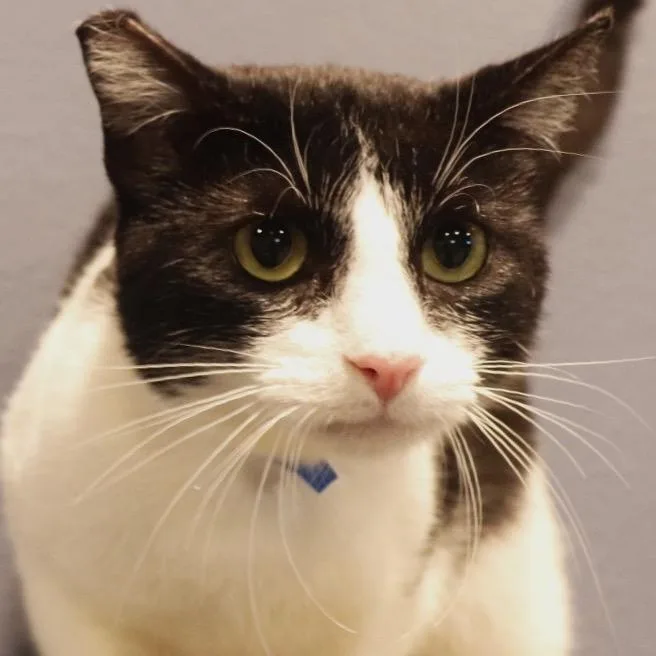 An adult large-sized male Black Domestic Short Hair cat named Emerson for adoption in Lakeland, FL