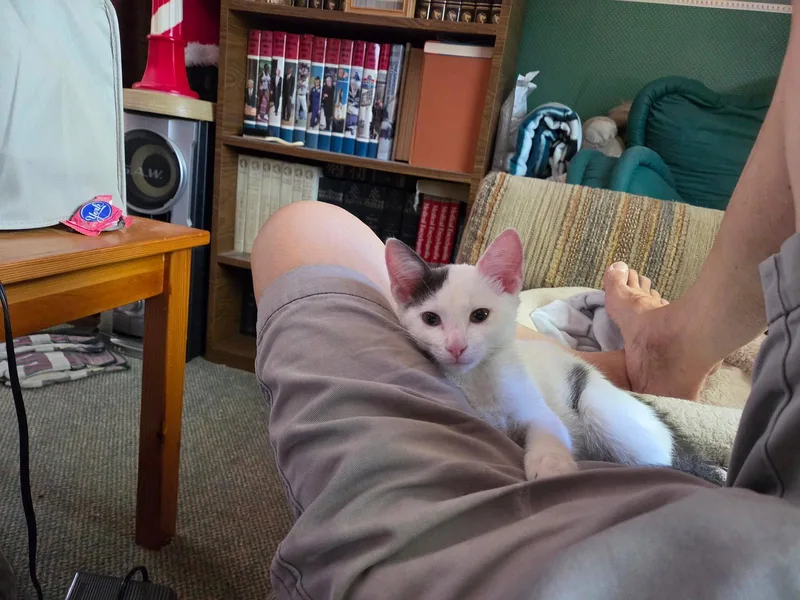 A baby medium-sized male Domestic Short Hair cat named Slater Willow Grove for adoption in Greenville, DE
