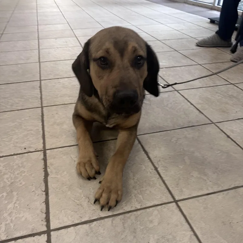 An adult medium-sized male Sable Mixed Breed dog named Straywilliamsroad for adoption in Columbus, GA
