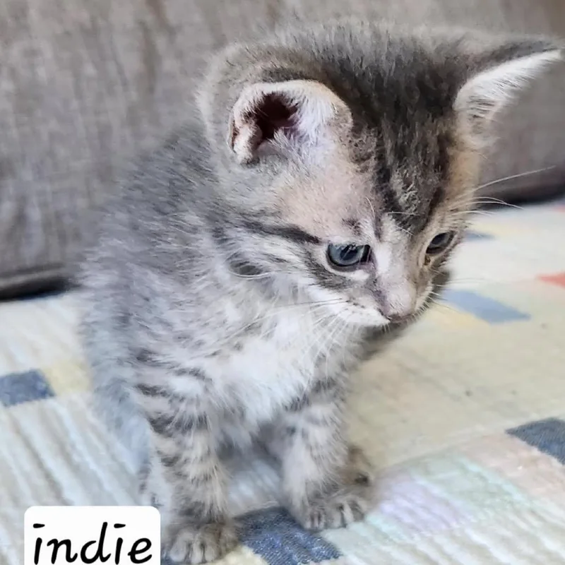 A baby small-sized male Gray / Blue / Silver Domestic Short Hair cat named Indy for adoption in Baker City, OR