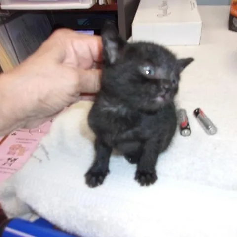 A baby small-sized female Black Domestic Short Hair cat named Nyx for adoption in Milton, FL
