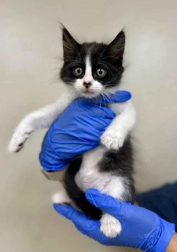 A baby medium-sized male Domestic Short Hair cat named Oreo for adoption in Victorville, CA