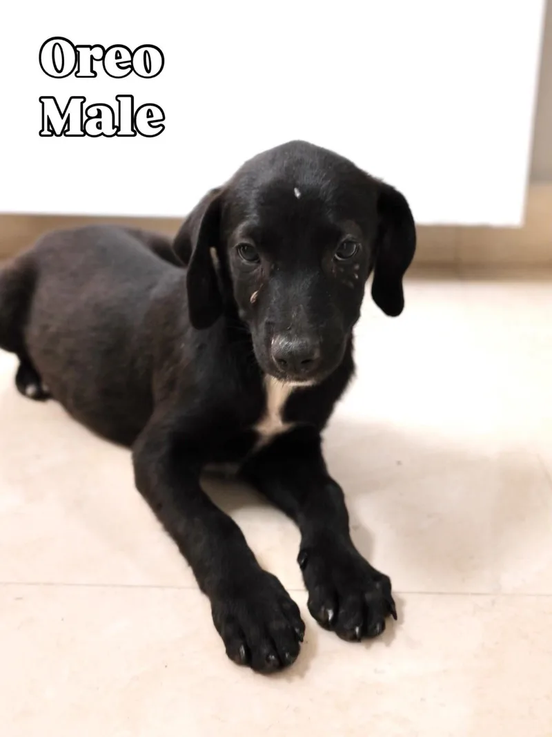 A baby medium-sized male Labrador Retriever dog named Oreo for adoption in Lake Hopatcong, NJ