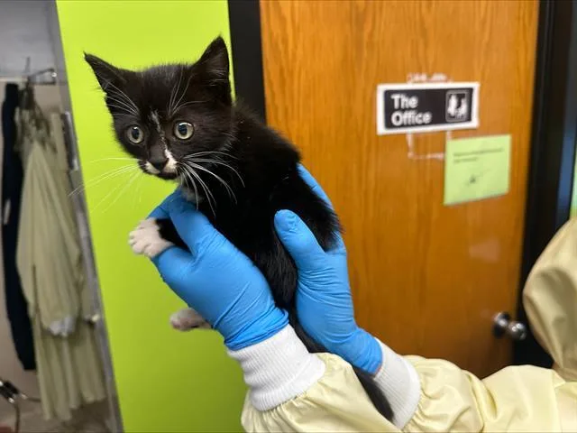 A baby small-sized female Domestic Short Hair cat named Bob for adoption in Kent, WA