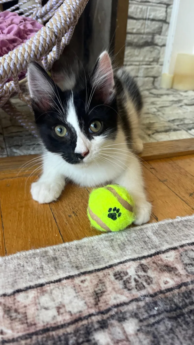A baby small-sized male Black & White / Tuxedo Domestic Medium Hair cat named Pringle for adoption in San Francisco, CA