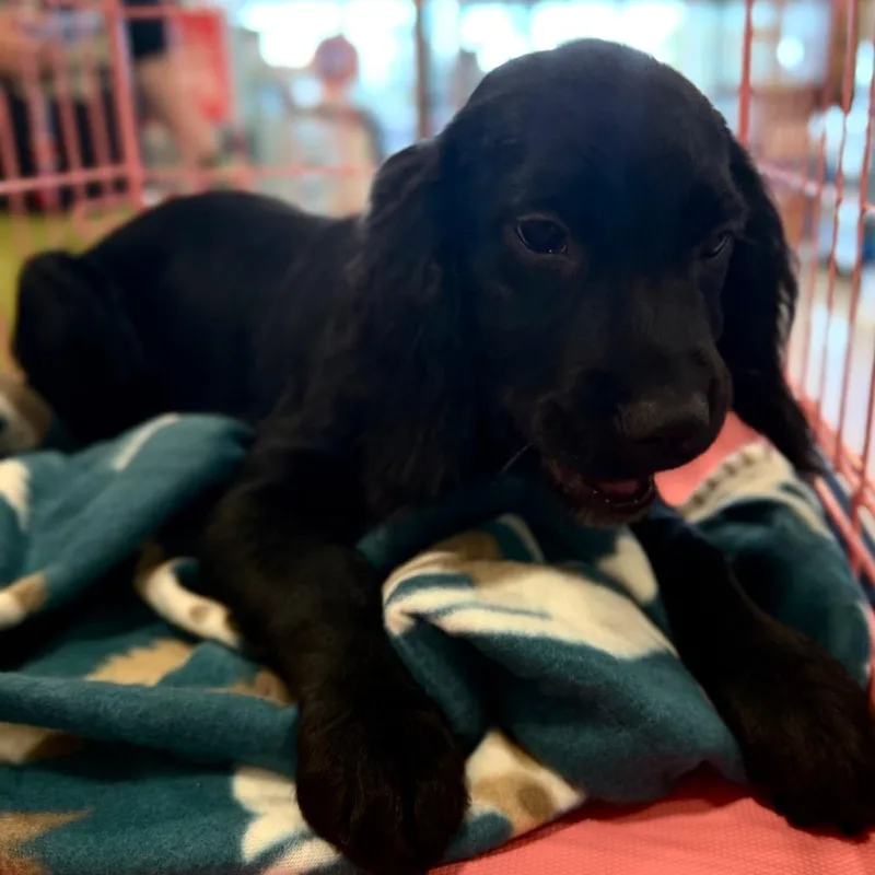 A baby small-sized female Spaniel dog named Moana for adoption in Fredericksburg, VA