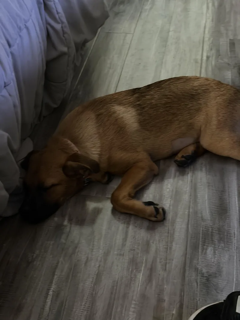 A baby medium-sized female Bicolor Shepherd dog named Trixie for adoption in San Antonio, TX