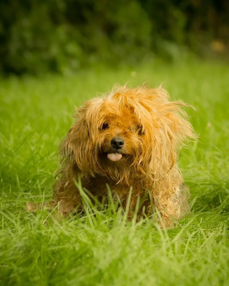 An adult small-sized female Golden Yorkshire Terrier dog named Goldfish for adoption in Bridgeport, CT