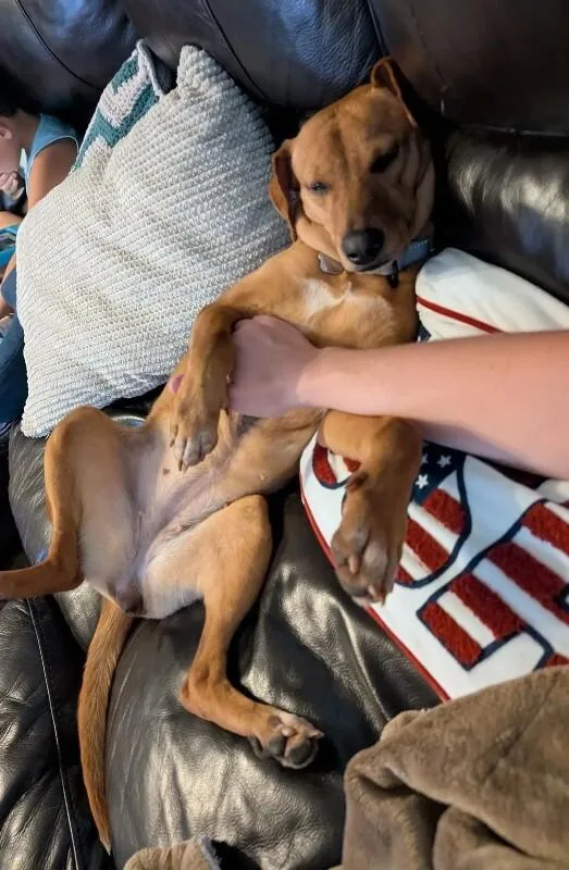 A young medium-sized female Red / Chestnut / Orange Rhodesian Ridgeback dog named Kaykay Babay Petite Princess for adoption in Friendswood, TX