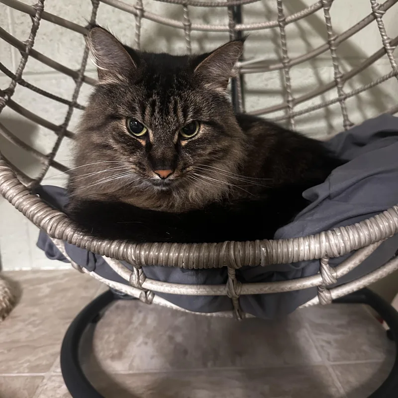 A young large-sized male Tabby (Brown / Chocolate) Domestic Long Hair cat named Loki for adoption in North East, MD