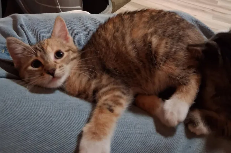 A young small-sized female Tabby (Brown / Chocolate) Domestic Short Hair cat named Pita for adoption in Webster City, IA