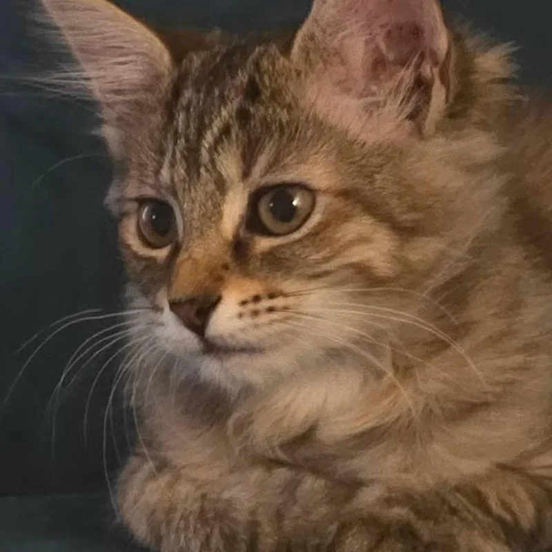 A baby small-sized female Tabby (Brown / Chocolate) Domestic Long Hair cat named Crayola for adoption in Indianapolis, IN