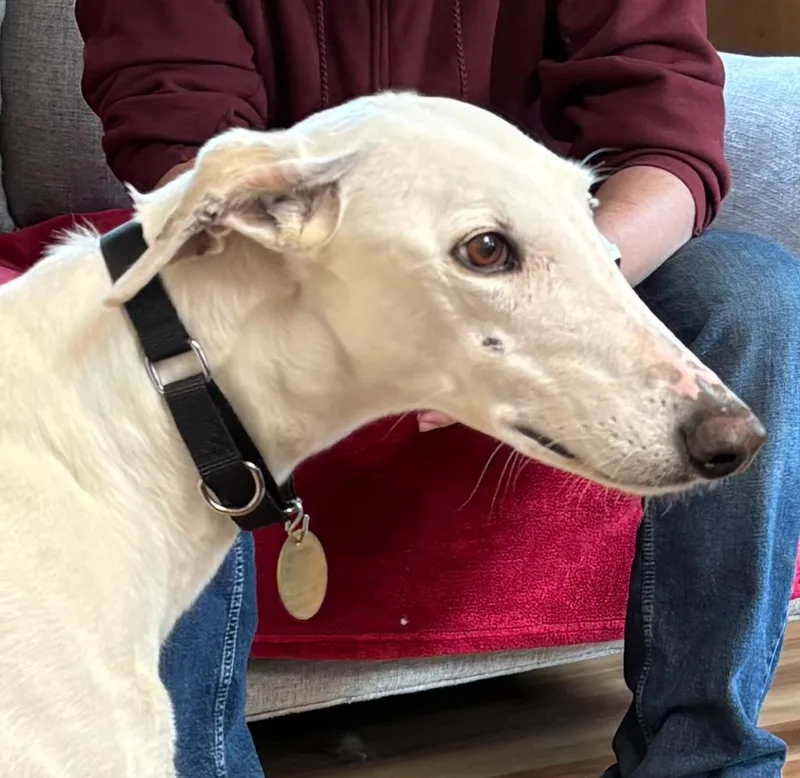 A senior large-sized male Greyhound dog named Igloo for adoption in Hopkinton, MA