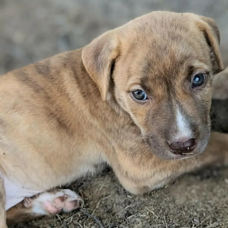 A baby medium-sized female Golden Pit Bull Terrier dog named Shelby for adoption in Griswold, CT