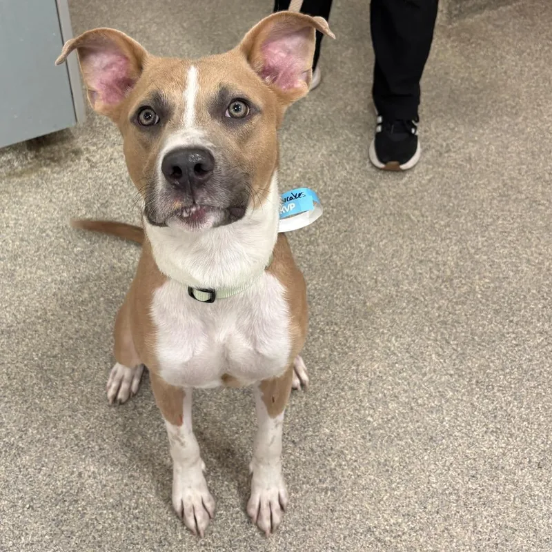 A young medium-sized male Yellow / Tan / Blond / Fawn Mixed Breed dog named Babycakes for adoption in Jacksonville, FL