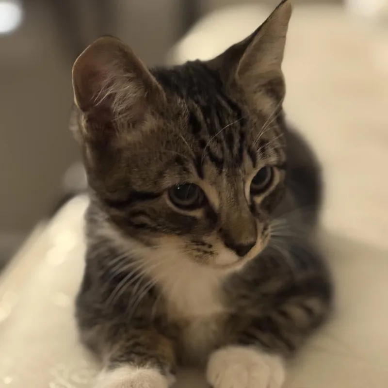 A baby small-sized female American Shorthair cat named Lil Socks for adoption in Bessemer, AL
