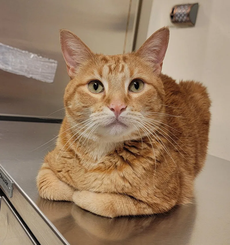 An adult large-sized male Tabby (Orange / Red) American Shorthair cat named Jack for adoption in Pueblo, CO