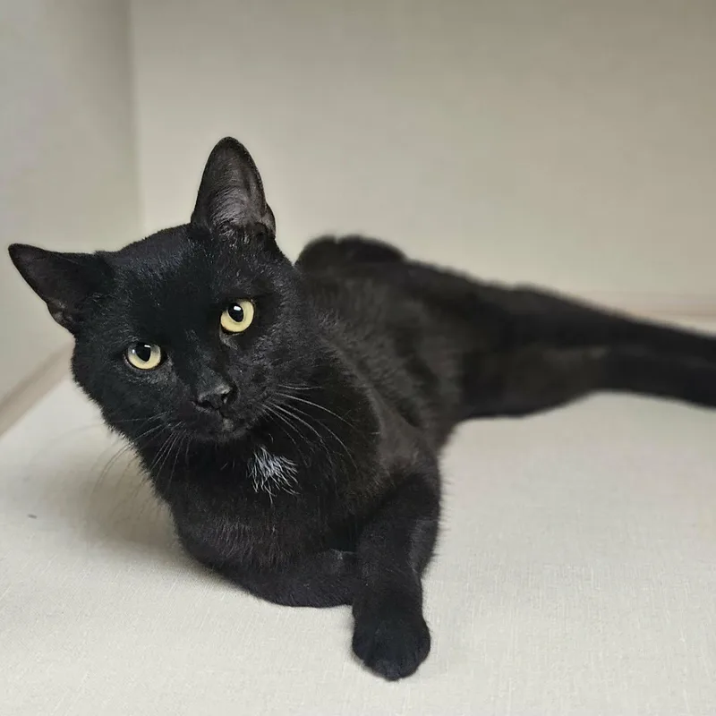 An adult medium-sized male Black Domestic Short Hair cat named Maxwell for adoption in Wapakoneta, OH