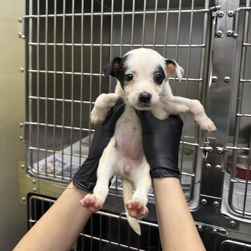 A baby small-sized female White / Cream Terrier dog named Zoa for adoption in Corpus Christi, TX