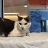 A senior medium-sized female Black & White / Tuxedo Domestic Short Hair cat named Zebra Cake for adoption in Hilliard, OH