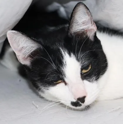 An adult small-sized female Domestic Short Hair cat named Luna for adoption in Seattle, WA