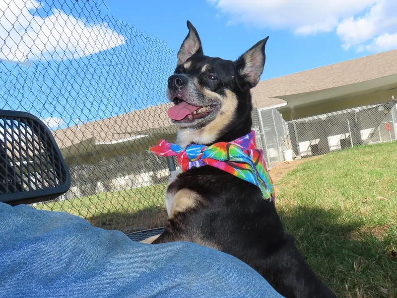 An adult small-sized male Chihuahua dog named Rocky OS for adoption in Rogers, AR