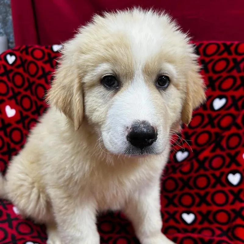 A baby large-sized male White / Cream Great Pyrenees dog named Storm for adoption in Bartonsville, PA