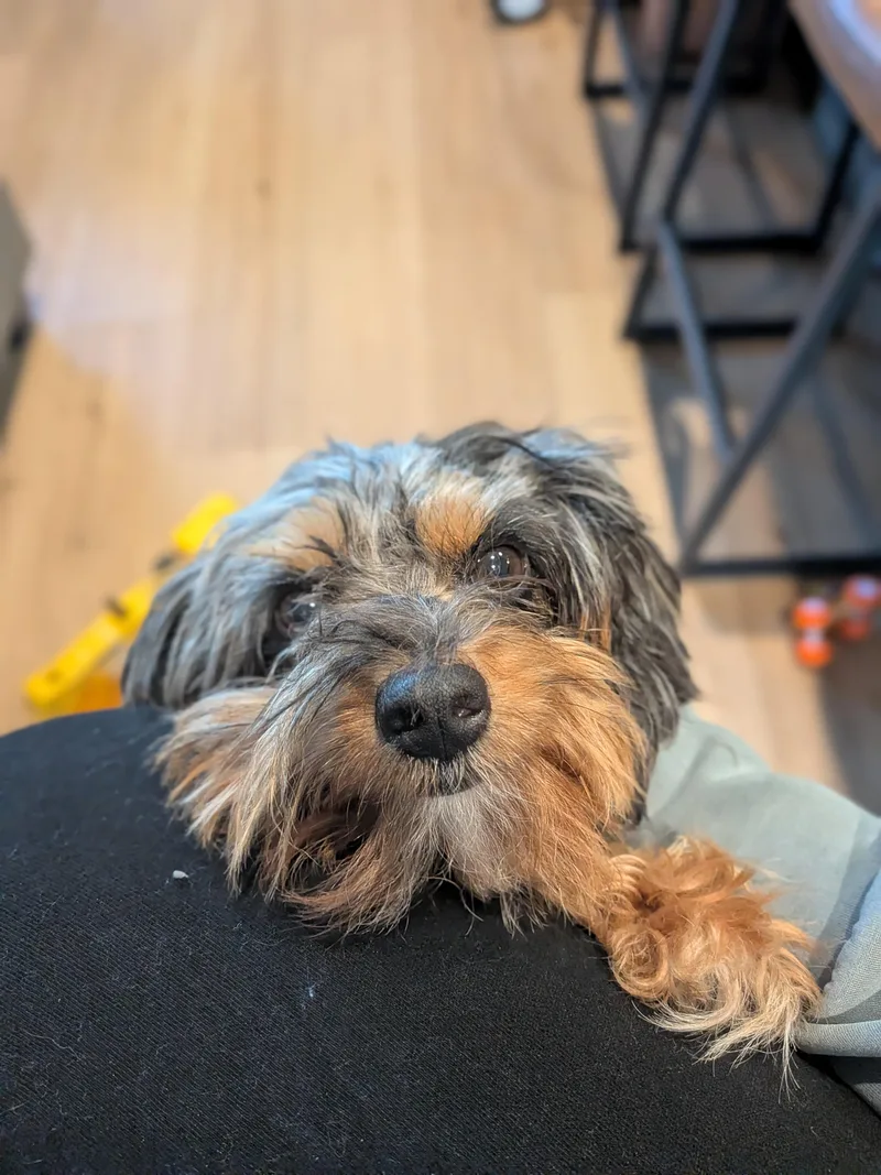 An adult small-sized female Aussiedoodle dog named Edna for adoption in Spring hill, TN