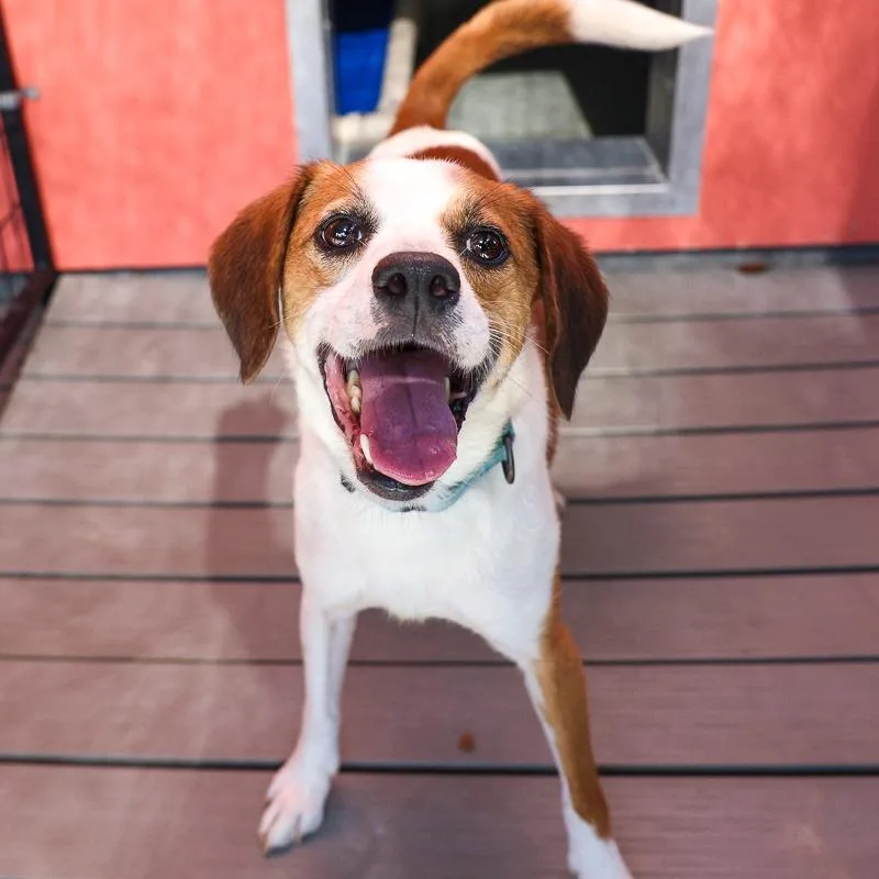 An adult small-sized male White / Cream Beagle dog named Sampson for adoption in Bradenton, FL