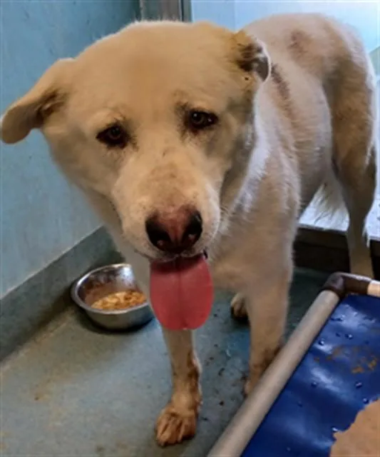 A young large-sized male Labrador Retriever dog named A for adoption in Baldwin Park, CA
