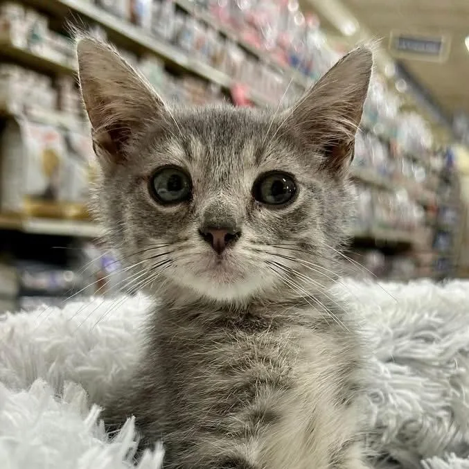 An adult small-sized male Gray / Blue / Silver Domestic Short Hair cat named Oak for adoption in Brevard, NC