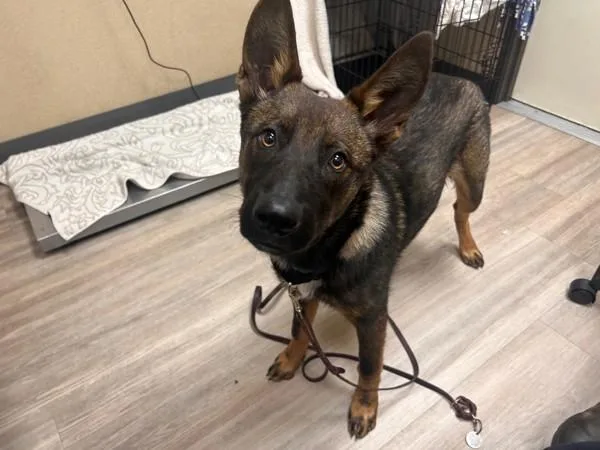 A young medium-sized male Belgian Shepherd / Sheepdog dog named Pteranodon for adoption in Oceanside, CA
