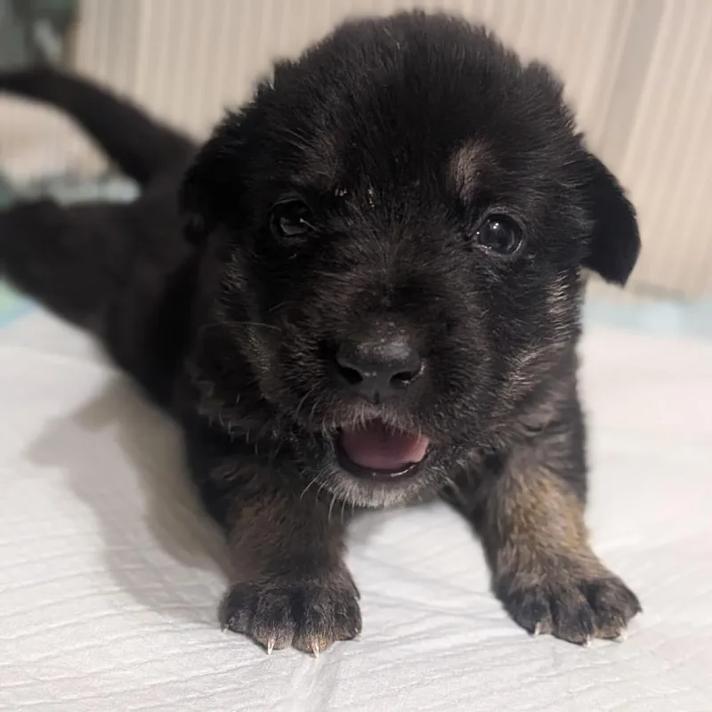 A baby medium-sized female Black Mixed Breed dog named Maggie May for adoption in Brownsboro, AL