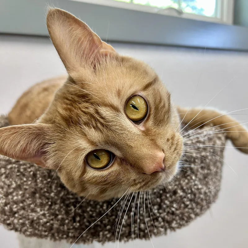 An adult large-sized male Orange / Red Domestic Short Hair cat named Raphael for adoption in Wakefield, RI