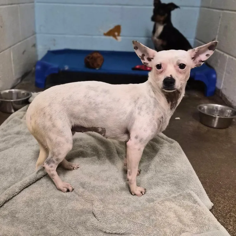 A young small-sized female Chihuahua dog named Dovie for adoption in Wahiawa, HI